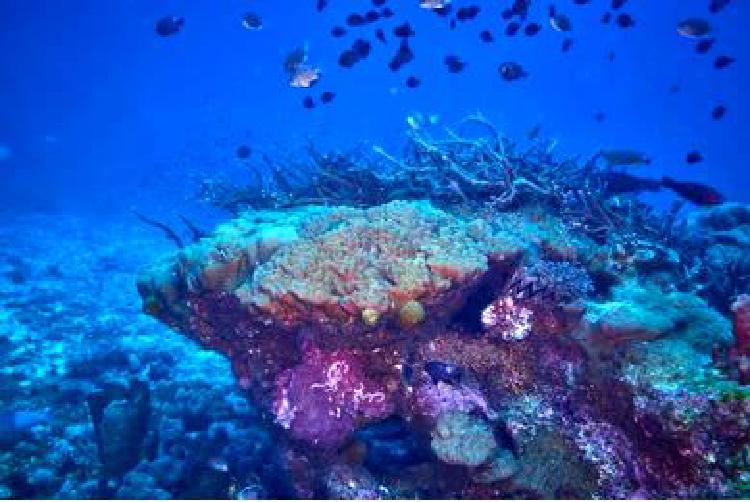 Водные сокровища Национального парка: Острые ощущения от подводного плавания с аквалангом