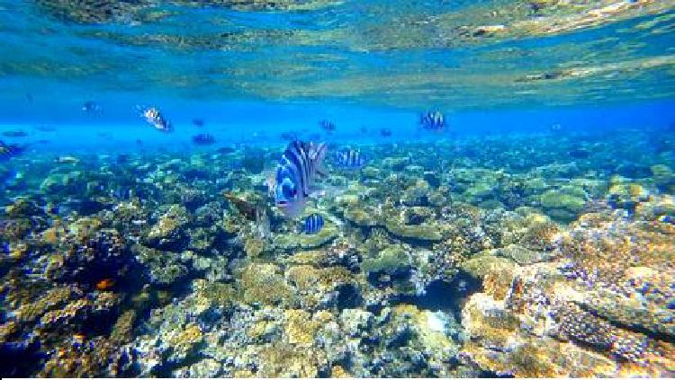 Подводное плавание с аквалангом на Галапагосских островах: Рай для дикой природы