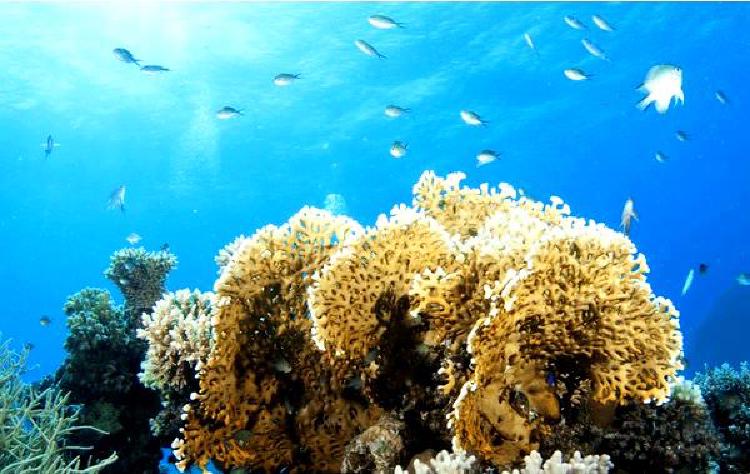 Роль подводного плавания с аквалангом в изучении подкисления океана