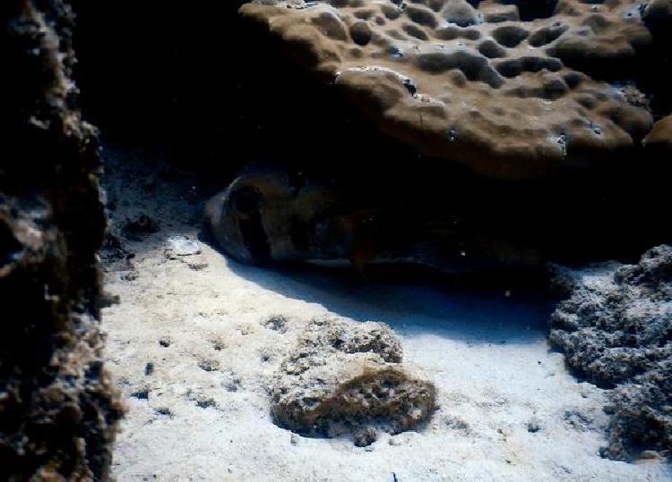 Раскройте подводную магию: ныряйте с аквалангом в национальных парках