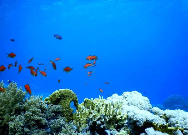 Экологичные баллоны для подводного плавания: погружение в экологичное снаряжение