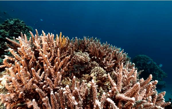 ### Коралловые сады и захватывающие дух рифы